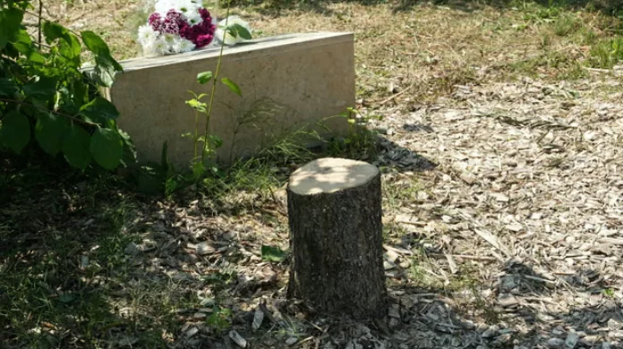 Emmanuel Macron dénonce la haine antisémite après l’abattage de l’arbre mémorial