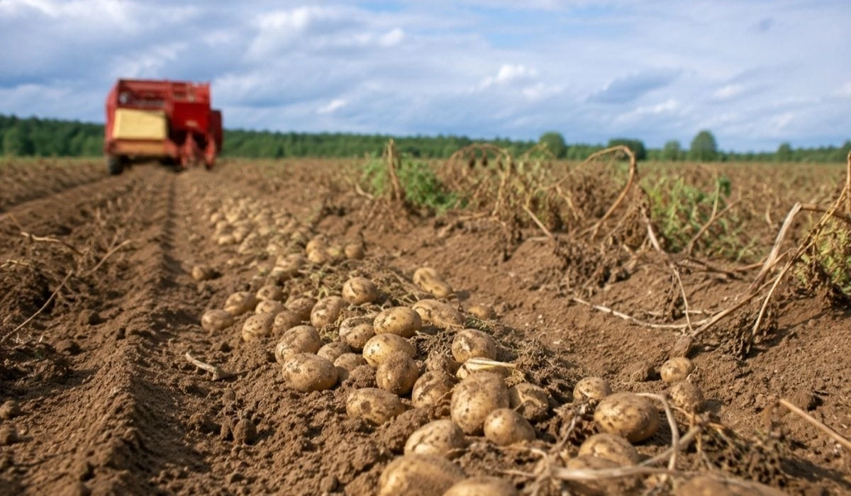 Europe’s Industrial Potato Harvest Could Fall Below 40 Million Tonnes